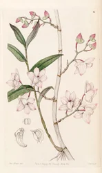 Prostytutki Dendrobium